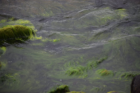 The photo shows Cladophora algae growing near the Baltic Sea shore in Hel. They are commonly found...