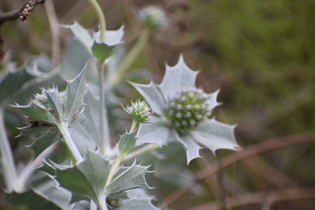 The photo shows sea holly (Eryngium maritimum) growing on the sandy Baltic Sea coast close-up. Natural coastal sceneの写真素材