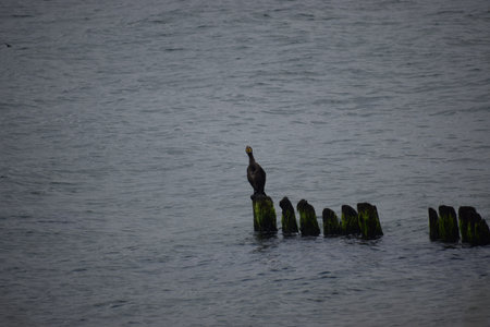 The photo shows a cormorant perched on old posts covered with algae in the sea. Calm coastal nature sceneの写真素材