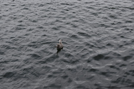 A close-up of a herring gull calmly swimming in clear seawater. Natural marine scene with wildlife...