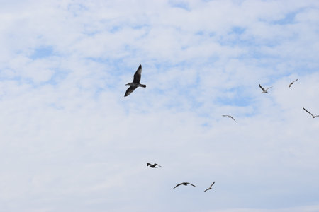 Four seagulls flying against a cloudy sky, a natural scene showing the beauty of seabirds in flight.