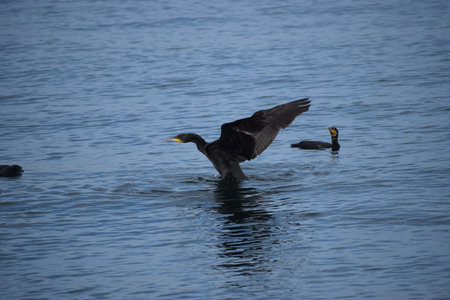 The photo shows a close-up of a black cormorant taking off from the sea water with wings spread, a typical seabird of coastal fauna.の写真素材