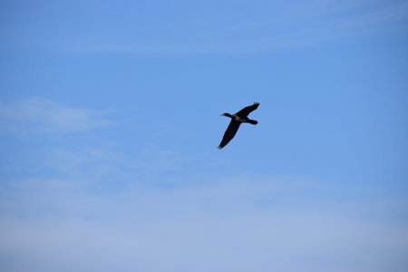 Close-up of a cormorant flying against a clear or cloudy sky. The bird spreads its wings while...