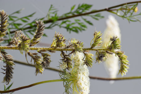 Close-up of goldenrod and wild carrot with natural background. Perfect for nature, botanical, and...