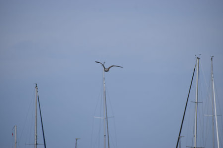 The photo shows a seagull flying against a blue sky. Natural bird in flight scene
