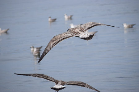 A silver gull soars above the sea surface in close-up, wings spread, capturing dynamic movement over...