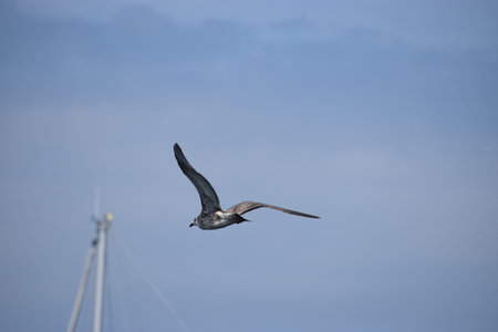 The photo shows a silver gull close-up flying against a cloudy sky. Natural bird in flight scene