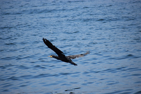 A large cormorant spreads its wings flying over the sea. Close-up highlights feather details and flight motion.の写真素材