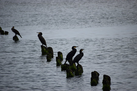 The photo shows five cormorants perched on old wooden posts by the sea shore. The coastal scene creates a peaceful and natural atmosphere.の写真素材