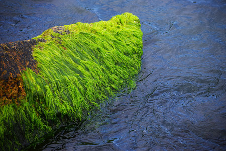 The photo shows a coastal scene with rocks covered in green seaweed gently washed by waves creating...