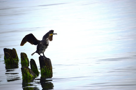 The photo shows several cormorants in the foreground perched on old posts in the sea.の写真素材