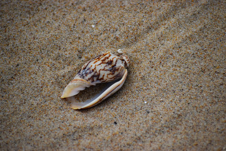 The photo shows a seashell found on sand, the external shell of a mollusk that protects its soft...