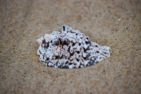 The photo shows a seashell, an external protective skeleton covering the body of mollusks, such as...