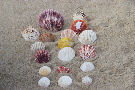 The photo shows sea scallop shells, likely similar to Atlantic Calico Scallops, placed on sand,...