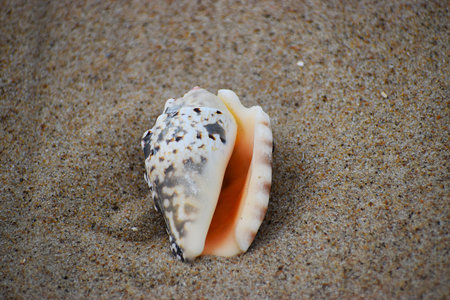 The photo shows a seashell, an external protective skeleton covering the body of mollusks, such as...