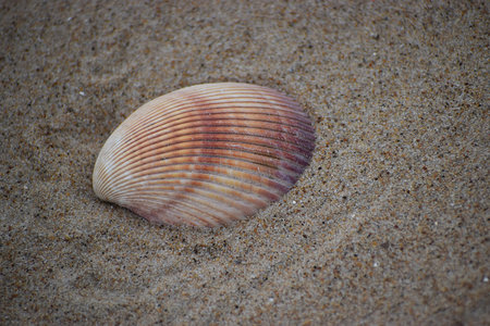 The photo shows a scallop shell lying on sand at the beach, evoking a coastal and summer vacation...