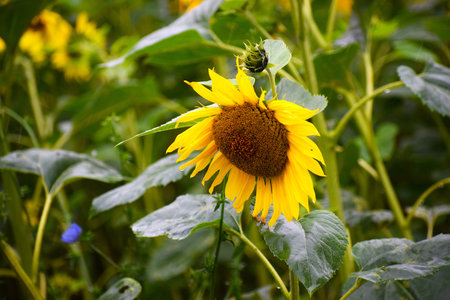 The photo shows a sunflower in close-up, highlighting the detailed petals and center, emphasizing...