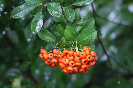 Firethorn with red berries in raindrops close view.