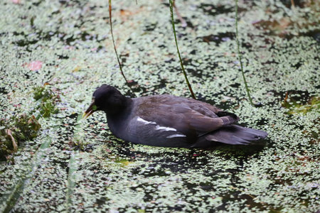 Close up of waterhen swimming on pond covered with duckweed.の写真素材
