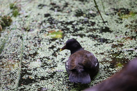 Close up of waterhen swimming on pond covered with duckweed.の写真素材