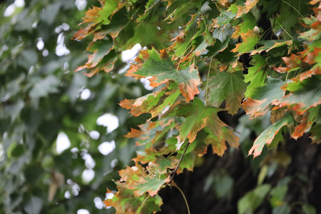 Maple branch with green leaves and red edges showing autumn.