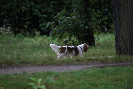 Cavalier King Charles Spaniel walking in park surrounded by greenery and trees.の写真素材