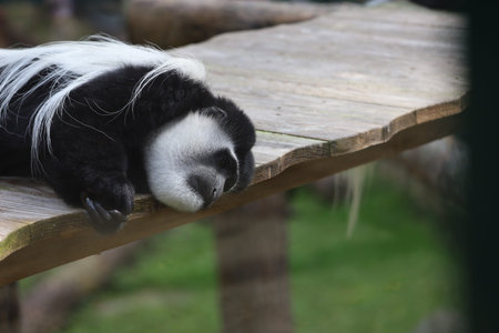 Close up of an eastern black and white colobus with black fur and white side stripes and tail.の写真素材
