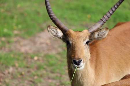 Close up of an African lechwe antelope in a zoo, showing long horns and distinctive face, natural behavior on grassy terrain.の写真素材