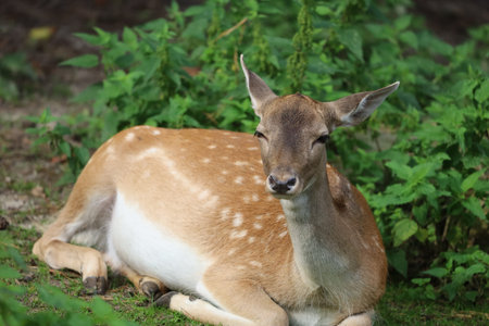 Spotted Japanese deer in zoo enclosure. Graceful animals with reddish fur and distinctive white spots, originating from Asia and commonly known as sika deer.の写真素材