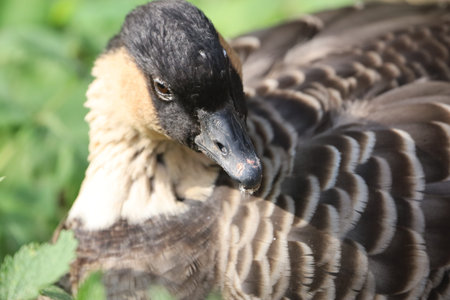 The image shows a Hawaiian goose, known as Nene, an endemic bird of the Hawaiian Islands and the official state bird.の写真素材