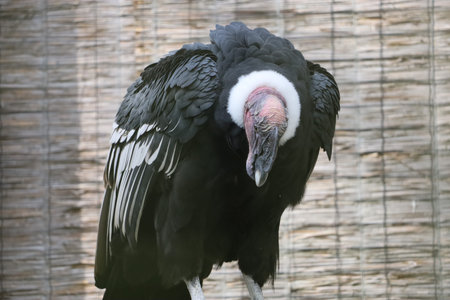 The image shows an Andean condor, a large Cathartidae bird with black plumage, white wing patches, and a white neck ruff. Its head and neck are featherless and pink.の写真素材