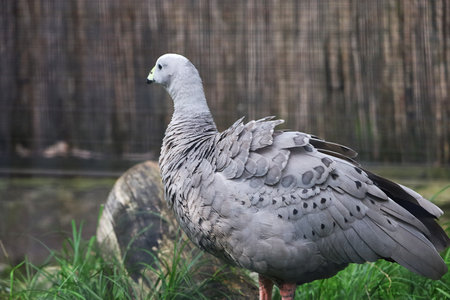 The image shows a Cape goose, also known as a Spur-winged goose, in closeup, highlighting its distinctive plumage and features.の写真素材