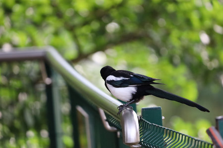 The image shows an Eurasian magpie closeup perched on a fence with a blurred natural background.の写真素材