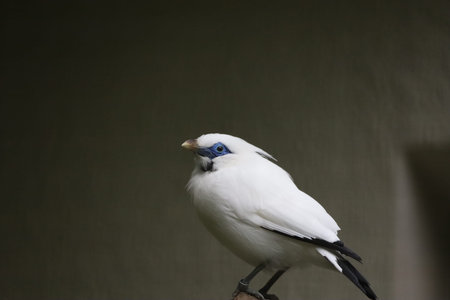 The photo shows a rare Bali myna, also known as Rothschild's starling, with striking white plumage and a black mask, captured close up in the zoo.の写真素材