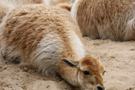 The photo shows a vicuna one of two species of the genus Vicuna from the camelid family captured close up standing in natural environmentの写真素材