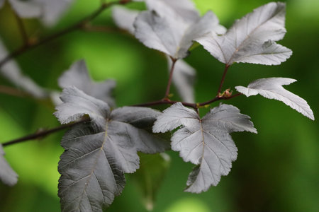 The image shows sycamore maple leaves in closeup against a natural background.の写真素材