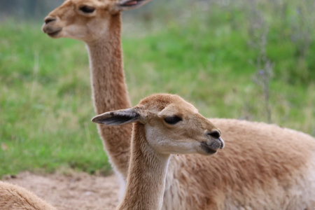 The photo shows a vicuna one of two species of the genus Vicuna from the camelid family captured close up standing in natural environmentの写真素材