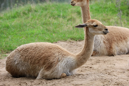 The photo shows a vicuna one of two species of the genus Vicugna from the camelid family captured close up standing in natural environmentの写真素材