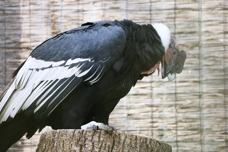 The photo shows a Canada goose preening its feathers, easily recognizable by its distinctive black-and-white head.の写真素材