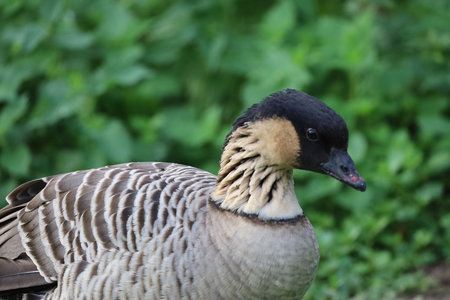 The image shows a Hawaiian goose, known as Nene, an endemic bird of the Hawaiian Islands and the official state bird.の写真素材