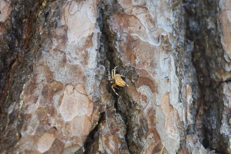 Close up of a cross spider (Araneus) weaving its web on an old pine tree in the forest. Perfect for macro, wildlife, and nature photography highlighting details and texture.の写真素材