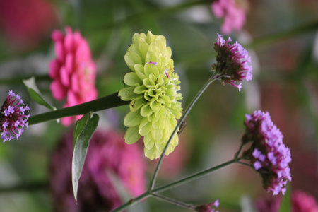 Close-up of pink zinnia flowers in bloom. Macro shot highlights delicate petals, vibrant colors, and natural floral textures in a garden setting.の写真素材