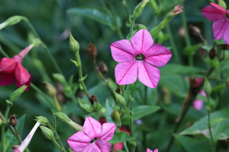 Close-up of a winged plant, also known as scented plant. The image highlights green leaves, detailed textures, and natural growth in a garden setting.の写真素材