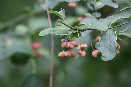 A branch with pods captured in close up view The image shows natural textures and details of the plant under soft daylightの写真素材
