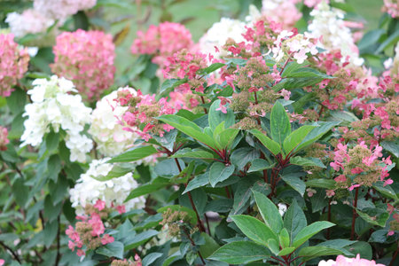 The photo shows a Grandiflora hydrangea bush in close up. The image highlights the shape and color of the flowers.の写真素材