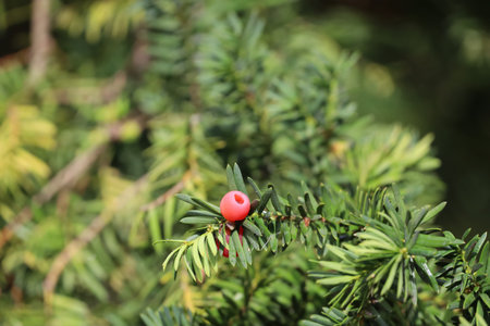 The image shows a close-up of European yew with bright red berries among green needles. The strong color contrast creates a decorative and natural appearance of the plant.の写真素材
