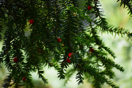 The image shows a close-up of a cranberry branch with red berries.の写真素材