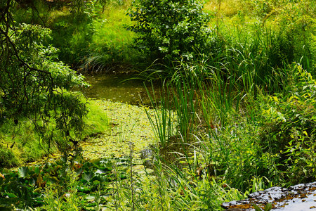 Water pond with fresh aquatic vegetation and lily flowers in a calm atmosphere.の写真素材