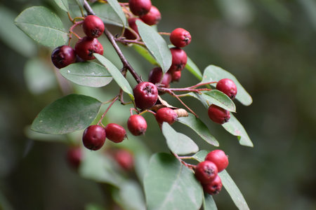 Branch with fruits on natural background, macro photography of plant elements.