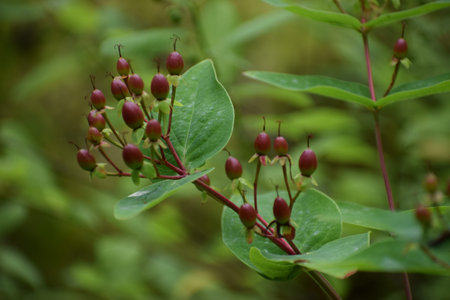 Holly branch with colorful fruits on natural background, macro photography of leaves and berries